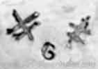 G and 2 dragonflies pictos mark is Samuel Greatwalker Lafountain