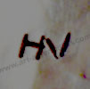 HN mark for Stephen Hyson Naseyoma Hopi silversmith
