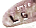 LG mark is Lorencita Garcia, Santo Domingo Indian Native jewelry mark